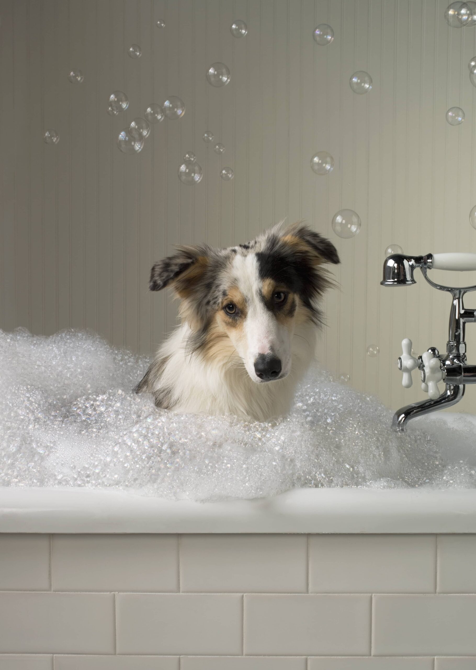 White and brown dog sitting in bathtub surrounded by bubbles 