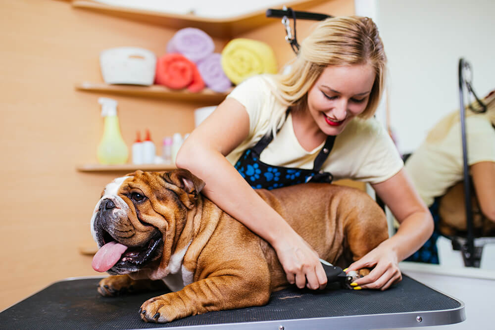Blond vet tech grooming bulldog by clipping nails 